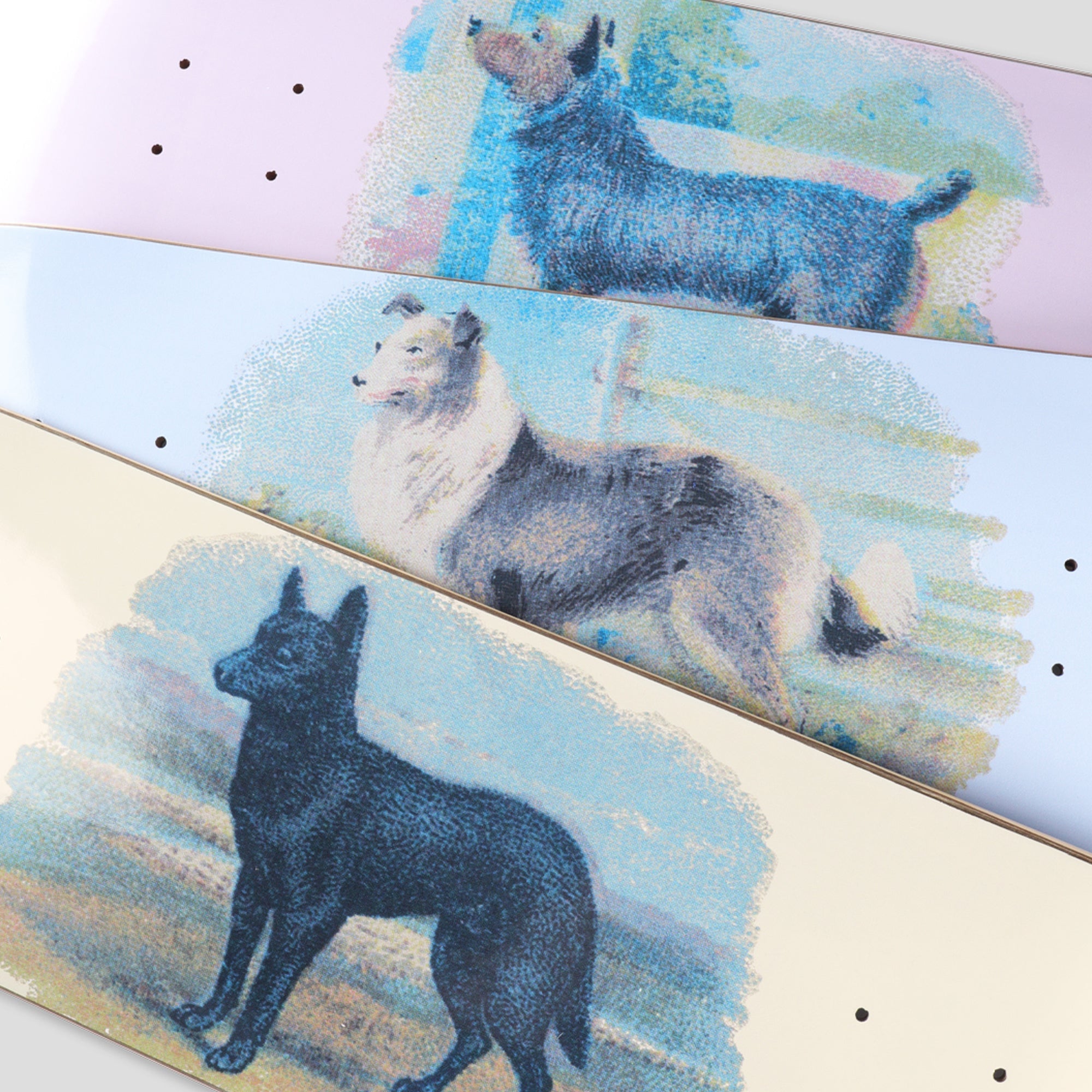 Pass~Port Hybrid Vigour Series - Collie