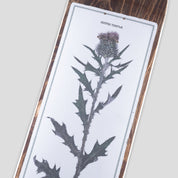 Pass~Port Invasive Species Series - Scotch Thistle