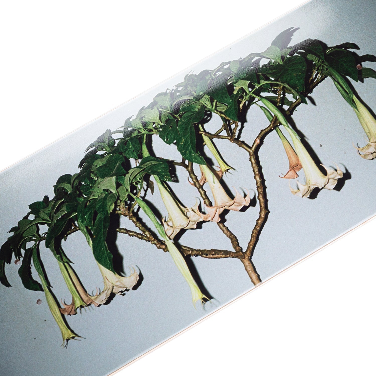 Pass~Port Dougal Gorman Series - Angel Trumpets